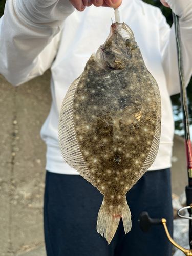 ソゲの釣果