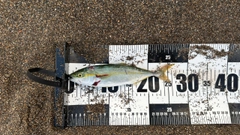 ワカシの釣果