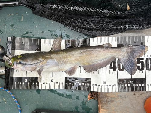 アメリカナマズの釣果