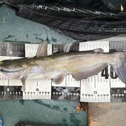 アメリカナマズ