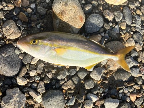 ショゴの釣果