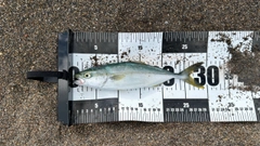 ワカシの釣果