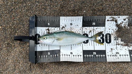 ワカシの釣果