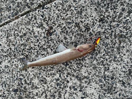 エソの釣果