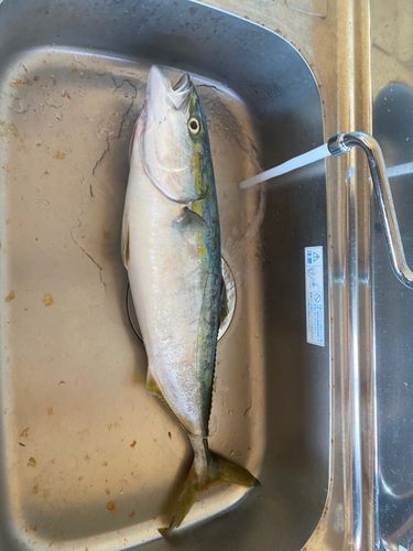 イナダの釣果