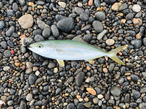 コゾクラの釣果