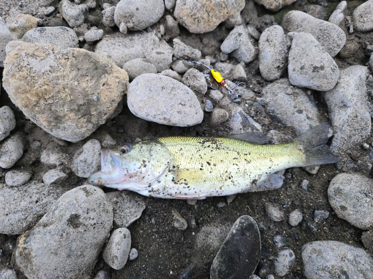 ラージマウスバス