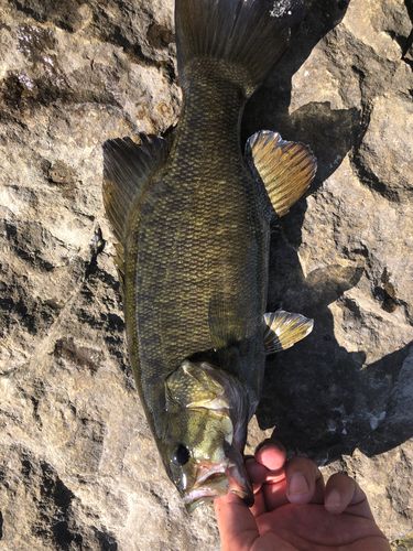 スモールマウスバスの釣果