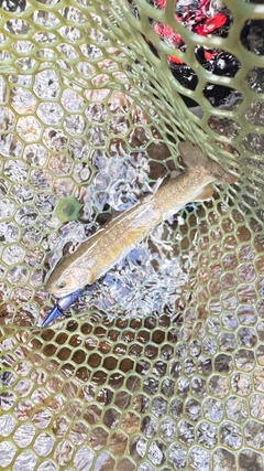 ヤマトイワナの釣果