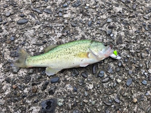 ラージマウスバスの釣果