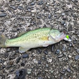 ラージマウスバス