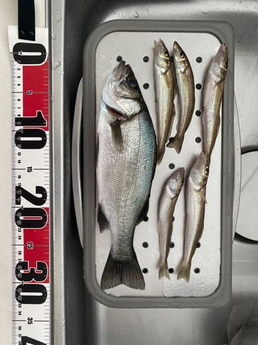 セイゴ（ヒラスズキ）の釣果
