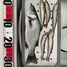 セイゴ（ヒラスズキ）