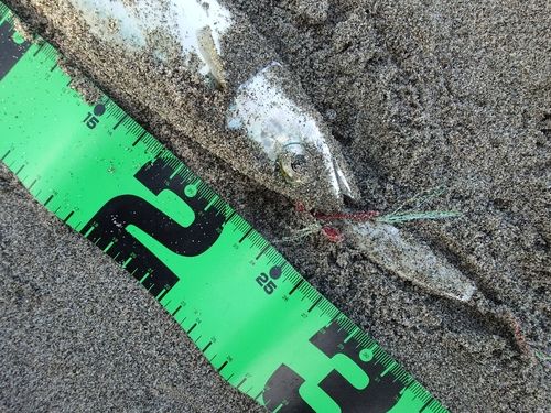 釣果