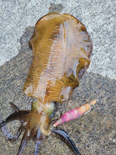 アオリイカの釣果