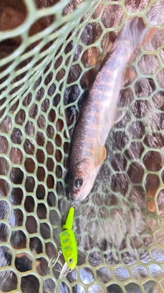 イワナの釣果
