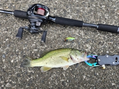 ラージマウスバスの釣果
