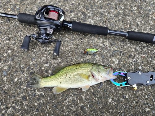 ラージマウスバスの釣果