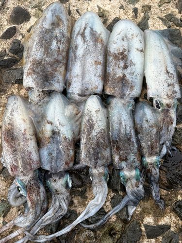 アオリイカの釣果