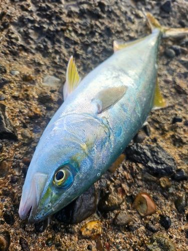 ワカシの釣果