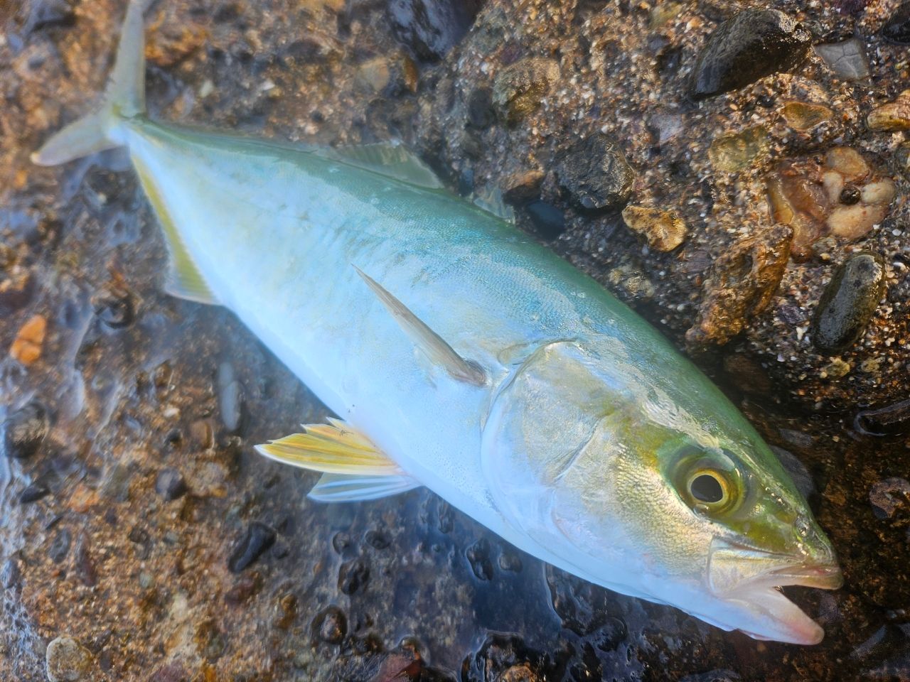 ワカシ