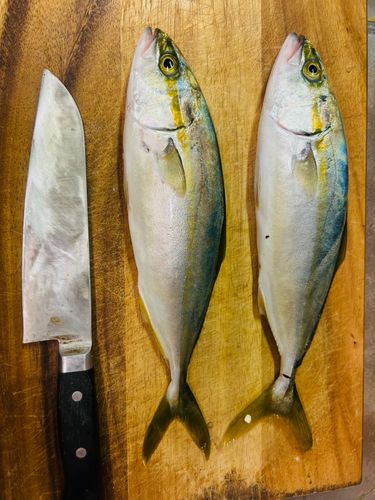 ワカシの釣果