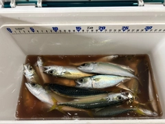 アジの釣果