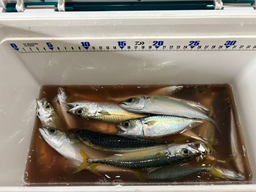 アジの釣果
