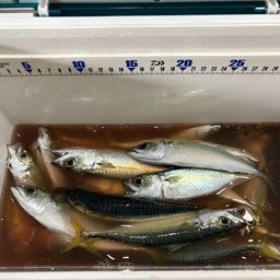 アジ