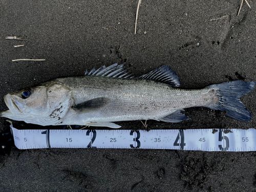 フッコ（マルスズキ）の釣果