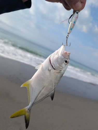 コバンアジの釣果