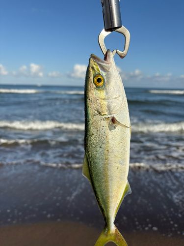 コゾクラの釣果