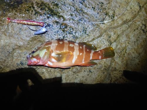 アカハタの釣果