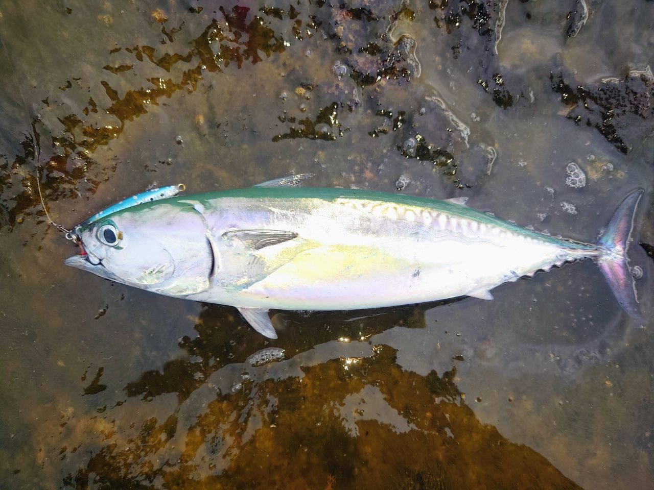 ソウダガツオ