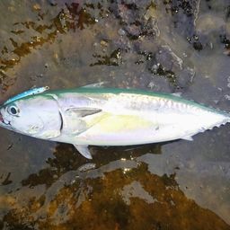 ソウダガツオ