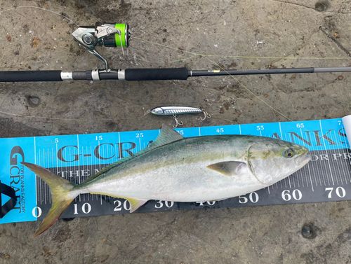 ワラサの釣果