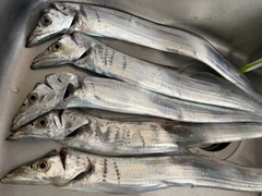 タチウオの釣果