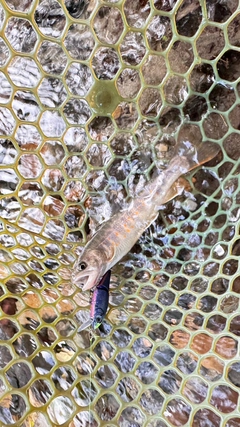 イワナの釣果