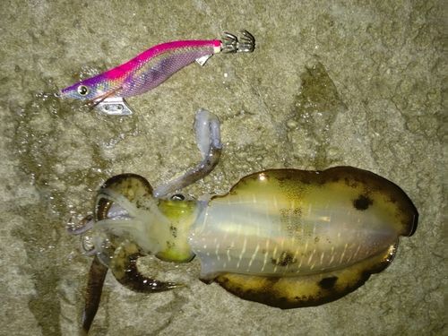 イカの釣果