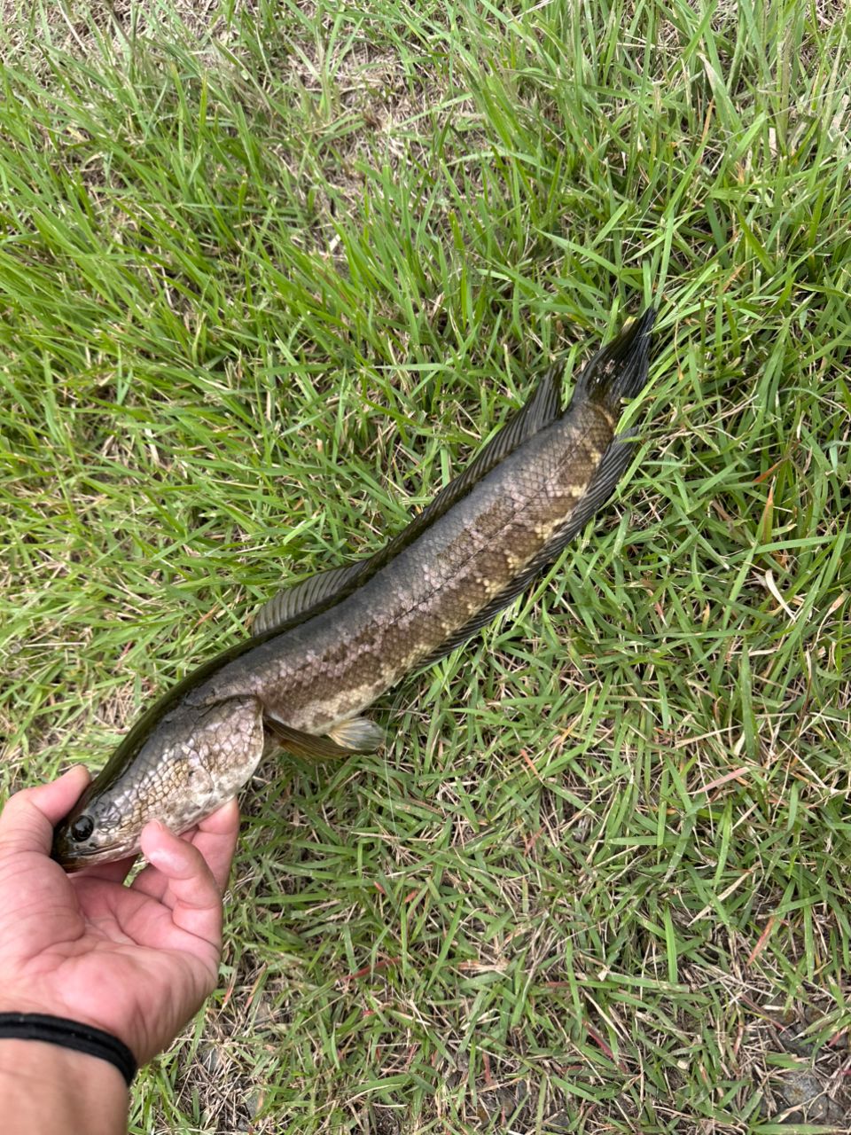 カムルチー