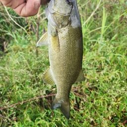 スモールマウスバス