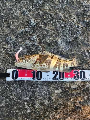 チャイロマルハタの釣果