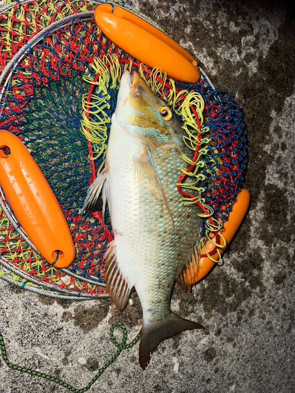 SHIMANO ボトムキング G480の最安値・インプレ・釣果 | 本音の口コミが