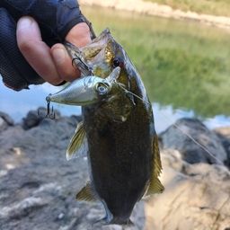 スモールマウスバス