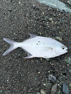 メッキの釣果