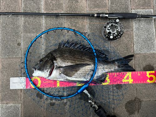 クロダイの釣果