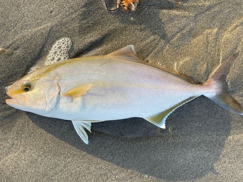 ショゴの釣果