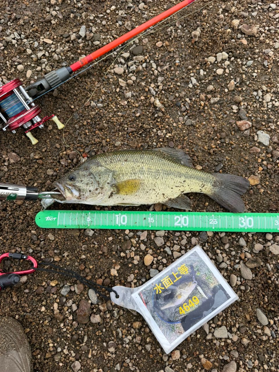 ラージマウスバス