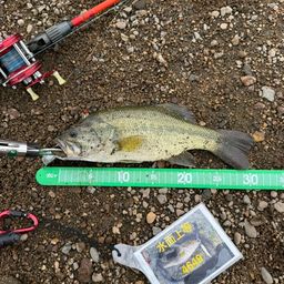 ラージマウスバス