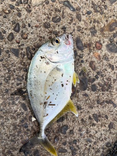 メッキの釣果